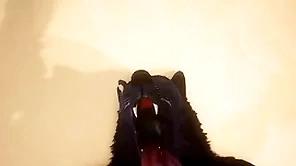 Pov two unconcerned wolves making out - wildlife
